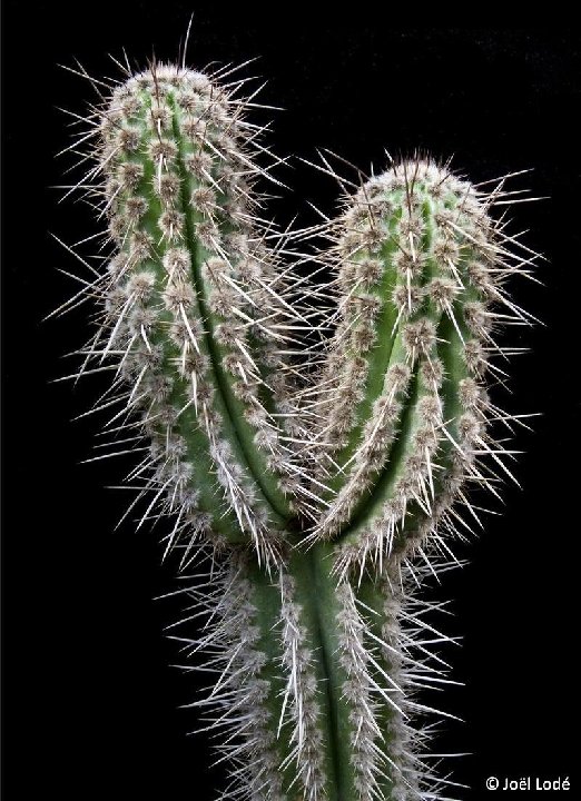 Weberbauerocereus cephalomacrostibas Lima, Peru ©JLcoll.1556